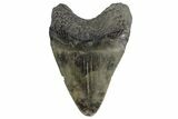Juvenile Megalodon Tooth - South Carolina #170455-2
